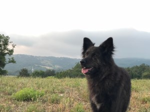 Il mio CANE