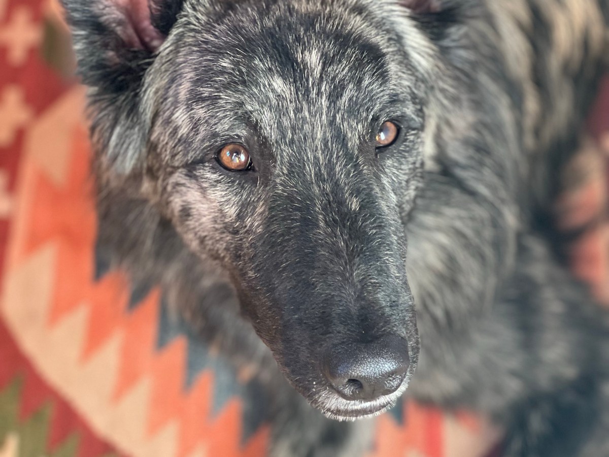 Perchè proprio il pastore olandese?