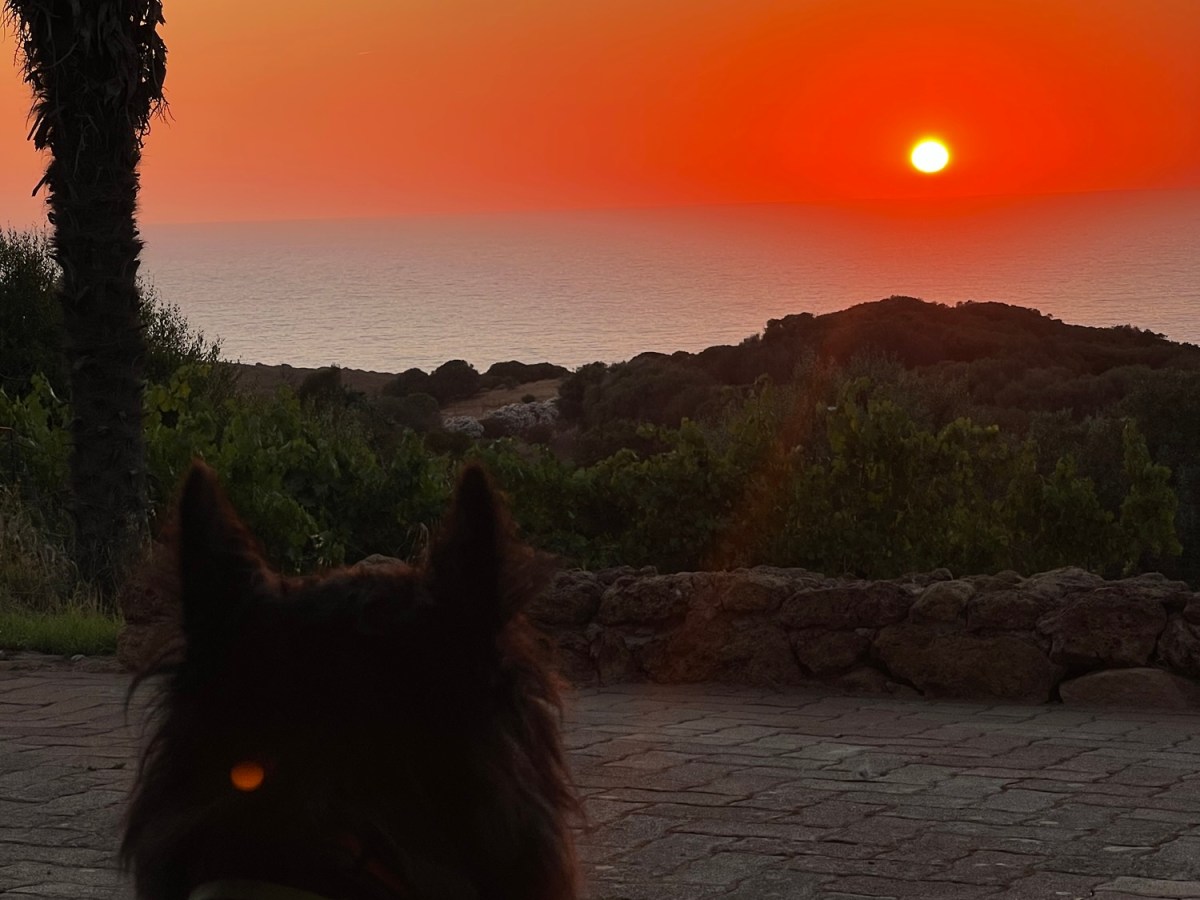 Vacanze in Sardegna con i Pastori Olandesi: perché la Costa Verde batte Alghero