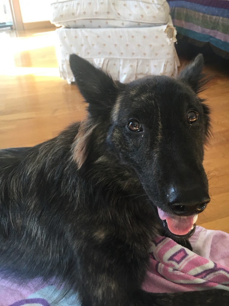 sguardo colpevole di una cucciolona di Pastore Olandese a pelo lungo